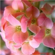 Cvijet Kalanhoa - Kalanchoe