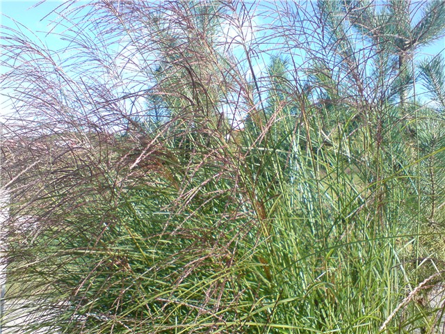 pampasica%20puna%20cvijetova