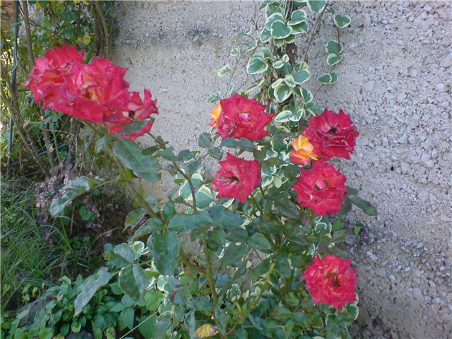 pri%20kraju%20cvatnje