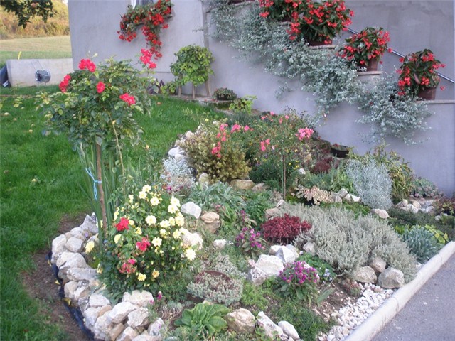 kamenjar - Vrtno cvijeće - Slika 50916